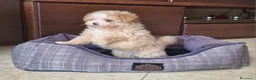 Meticcio cani in vendita: Maltipoo - Annuncio 3