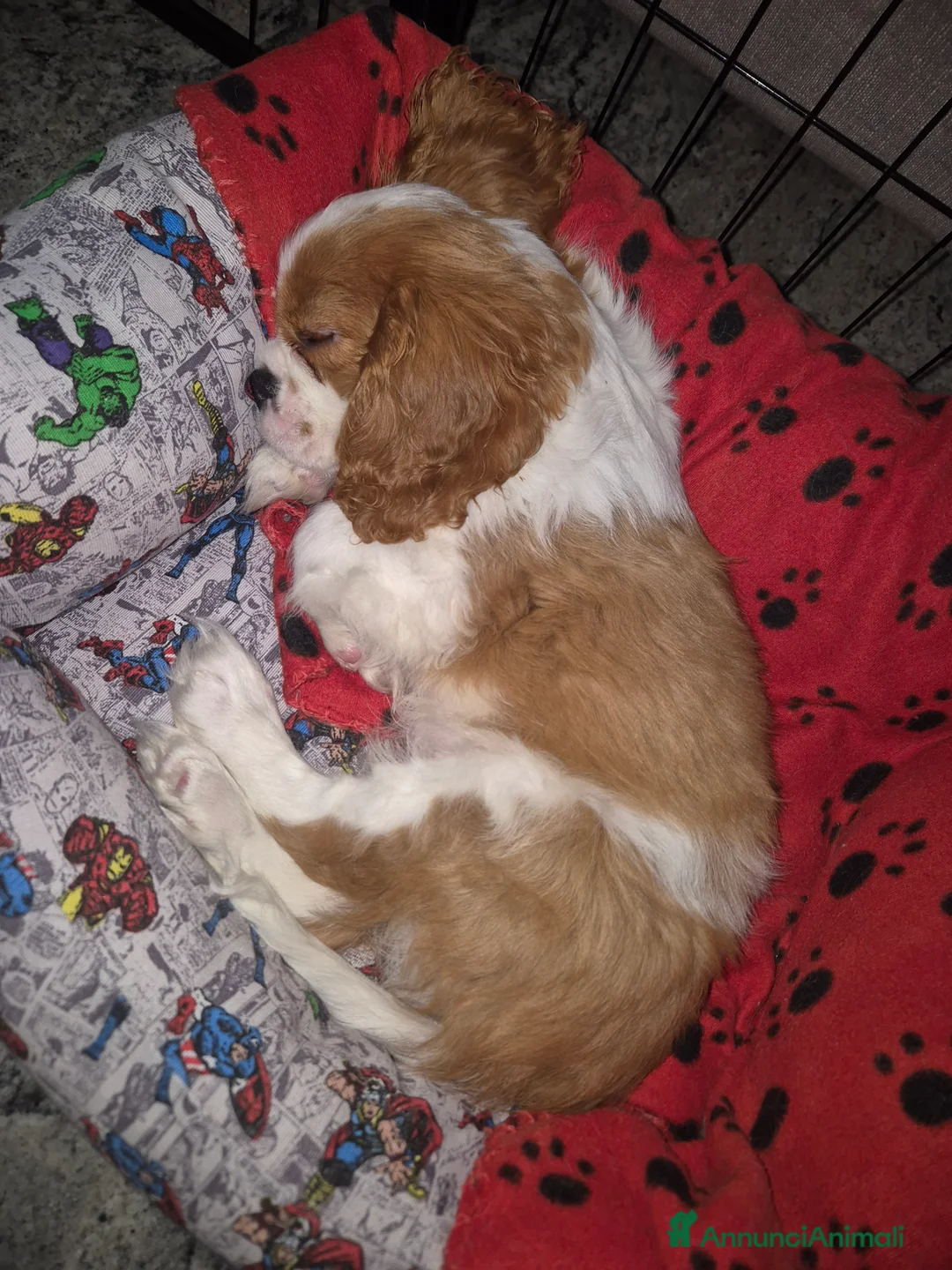 Cavalier King cani in vendita: Cuccioli Cavalier King Charles Spaniel  - Annuncio 4