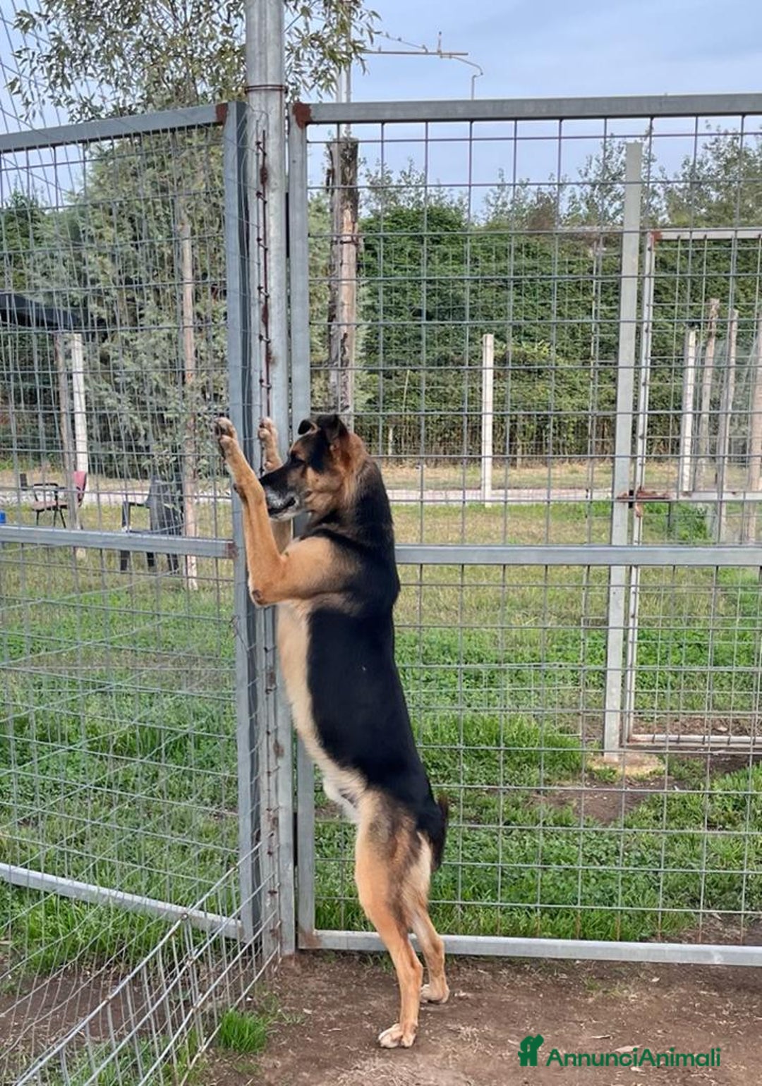 Meticcio cani in regalo: Mix Pastore adulto dalla catena al box NAPOLI SOS a Città Metropolitana di Milano - Annuncio 5