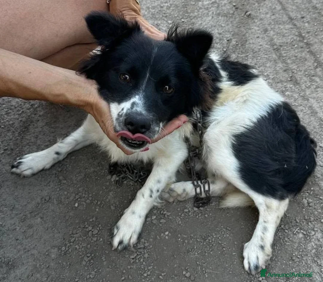 Meticcio cani in regalo: Scricciolo 8 kg, gioioso buono socievole - Annuncio 2