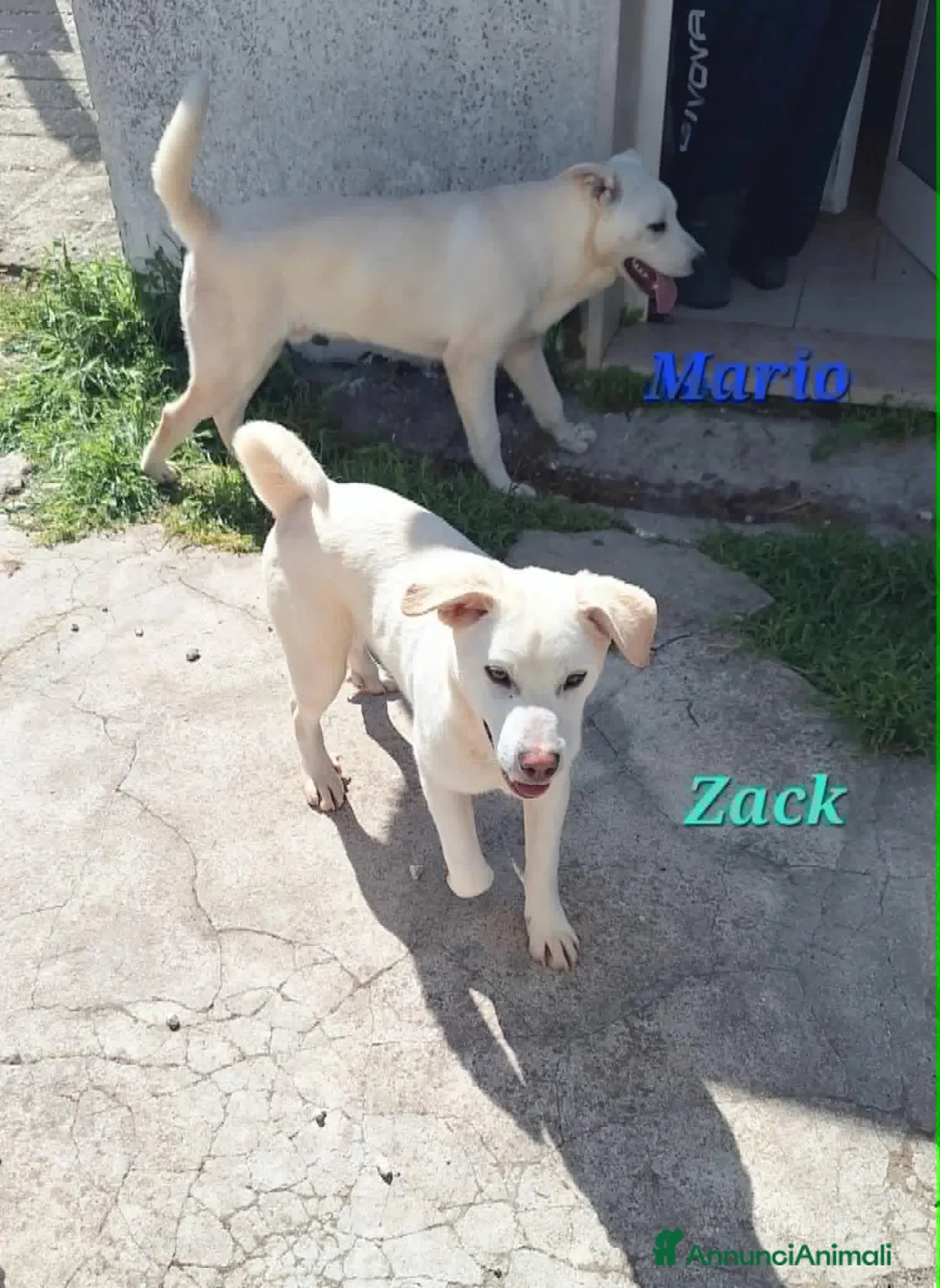Meticcio cani in regalo: Zac in adozione - Annuncio 2
