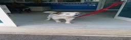 Meticcio cani in regalo: IL DOLCE SNOOPY HA BISOGNO DI UNA CASA,IN ADOZIONE - Annuncio 2