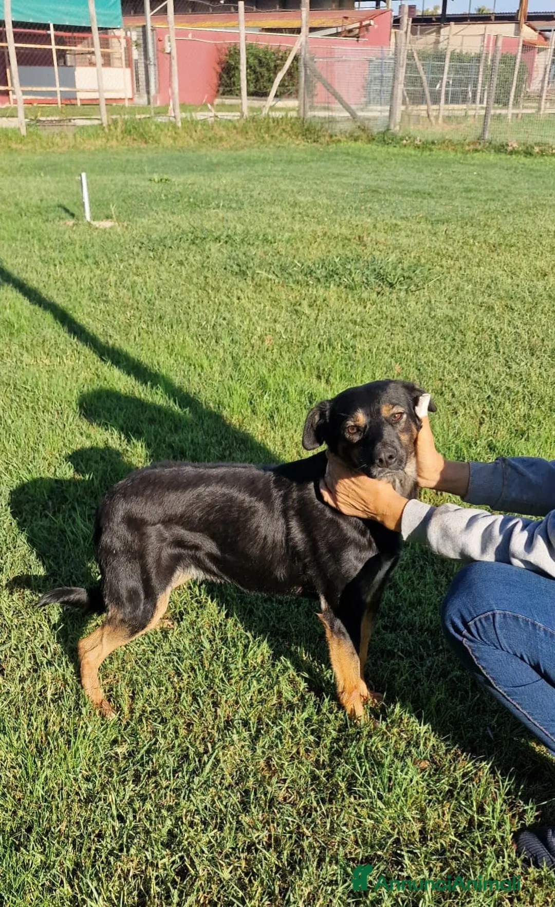 Meticcio cani in regalo: Tac, giovanissima, piccola e dolce - Annuncio 8