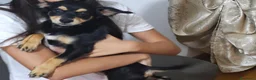 Chihuahua cani in regalo: Nero focato  - Annuncio 2