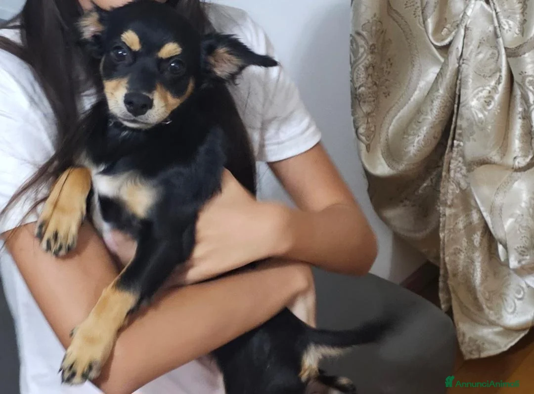 Chihuahua cani in regalo: Nero focato  - Annuncio 2