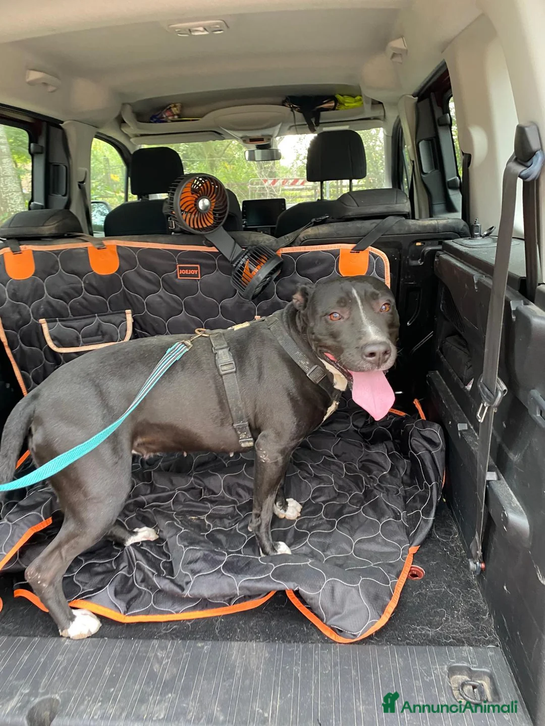 Pitbull cani in regalo: Pitbull femmina 5/6anni SUPER BUONA in box h24. MN - Annuncio 2