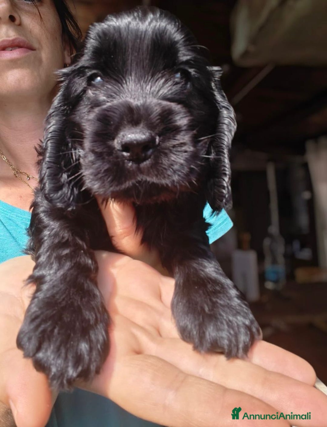 Cocker cani in vendita: cuccioli di cocker spaniel inglese con pedigree a Città metropolitana di Roma Capitale - Immagine 4