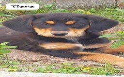 Meticcio cani in regalo: TIARA cucciola dolce a Città Metropolitana di Bologna - Immagine 3