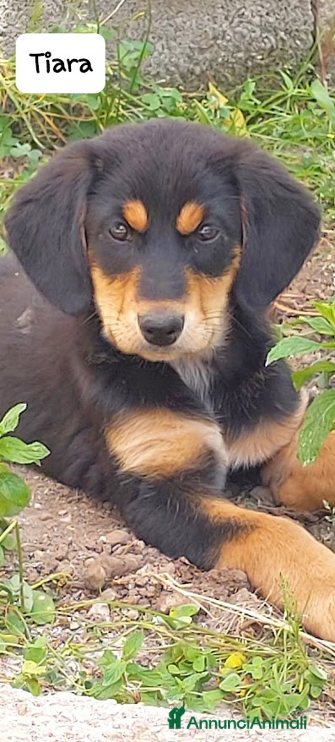 Meticcio cani in regalo: TIARA cucciola dolce a Città Metropolitana di Bologna - Immagine 3