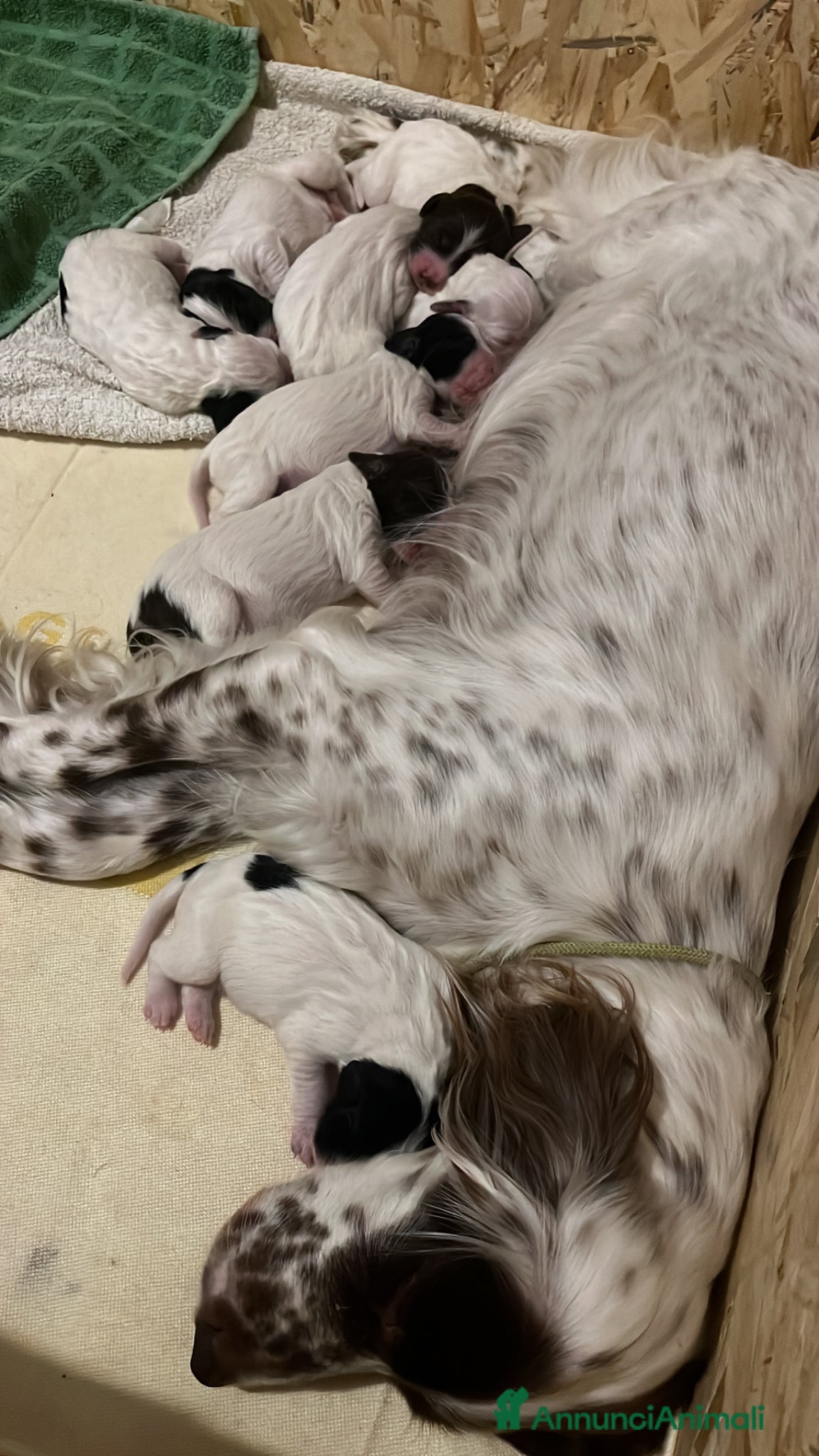 Setter Inglese cani in vendita: 2 cucciolini maschi di Setter Inglese con Pedigree - Annuncio 2
