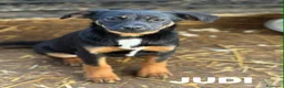 Meticcio cani in regalo: JUDI, cucciola rimasta sola! TG MEDIO PICCOLA - Annuncio 6