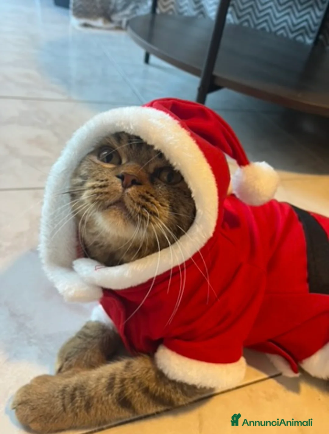 Scottish gatti per accoppiamento: Gatto scottish straight x monta - Annuncio 1