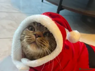 Scottish gatti Gatto scottish straight x monta - Annuncio 34