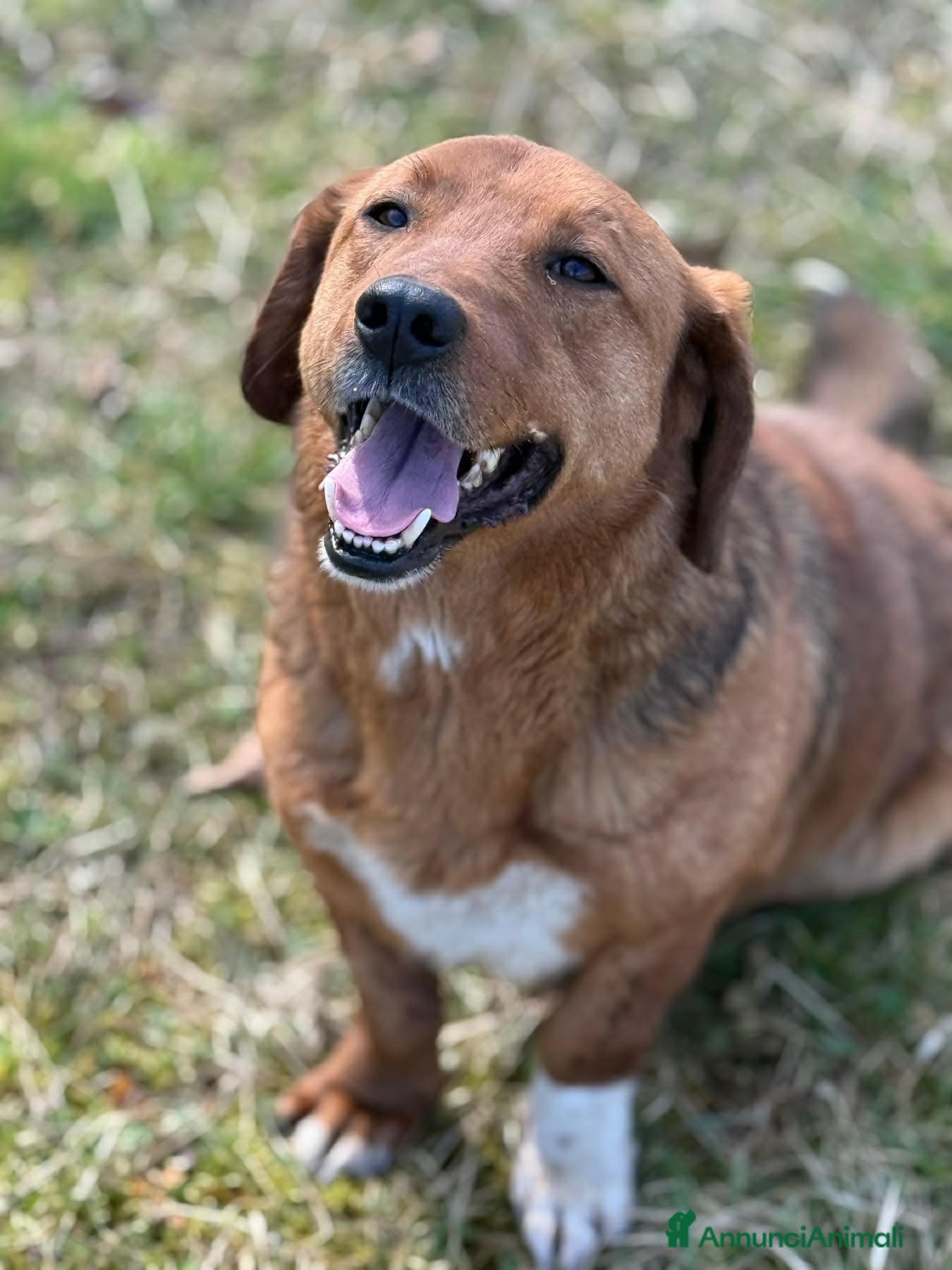 Meticcio cani CAMILLO, nanetto ZAMPACORTA super SIMPATICO! - Annuncio 1