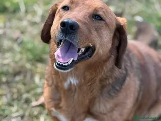 Meticcio cani CAMILLO, nanetto ZAMPACORTA super SIMPATICO! - Annuncio 1