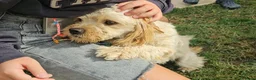 Meticcio cani in regalo: Romina: cucciolotta taglia piccola socievole  - Annuncio 9