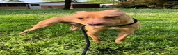 Meticcio cani in regalo: CARLETTO CERCA CASA - Annuncio 14