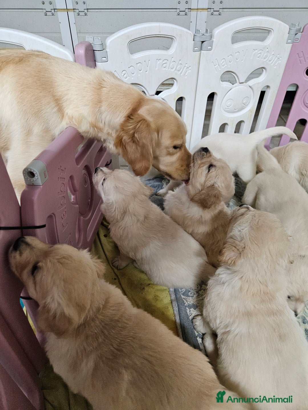 Golden Retriever cani in vendita: Cuccioli Golden Retriever  - Annuncio 5