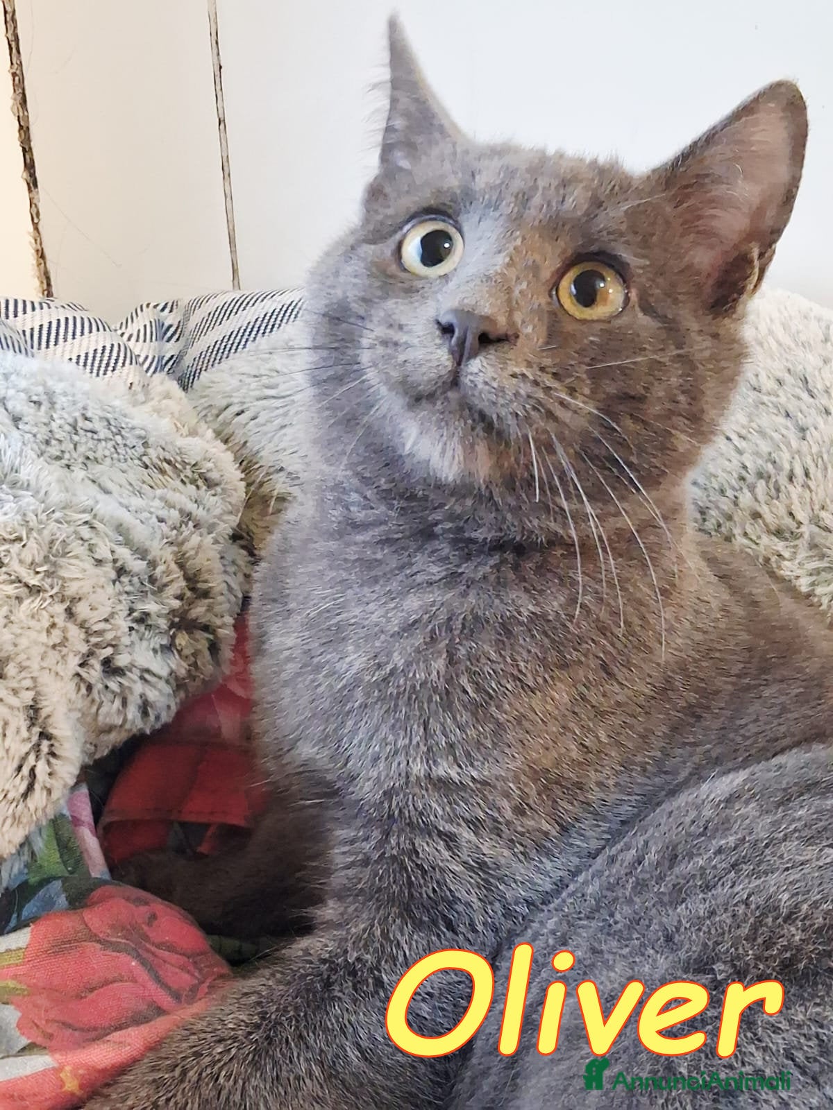 Certosino gatti OLIVER SPLENDIDO SIMIL CERTOSINO - Annuncio 32