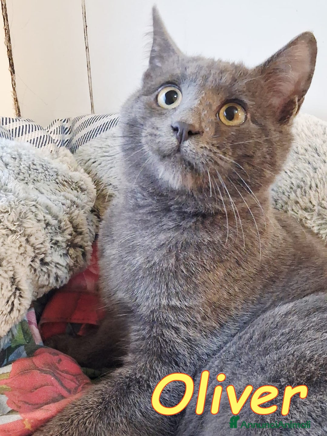 Certosino gatti in regalo: OLIVER SPLENDIDO SIMIL CERTOSINO - Annuncio 1