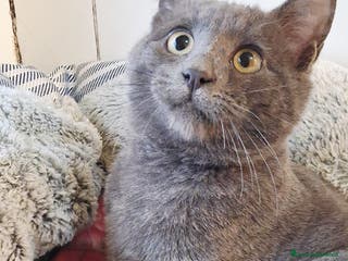 Certosino gatti OLIVER SPLENDIDO SIMIL CERTOSINO - Annuncio 32