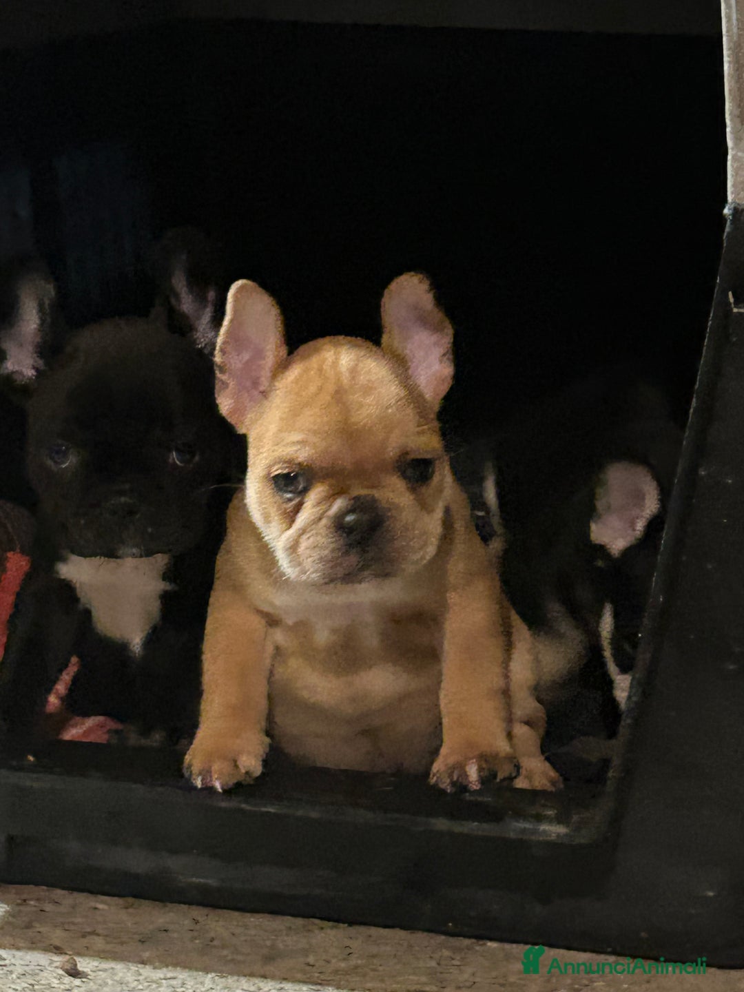 Bulldog Francese cani in vendita: Bulldog francese  - Annuncio 9