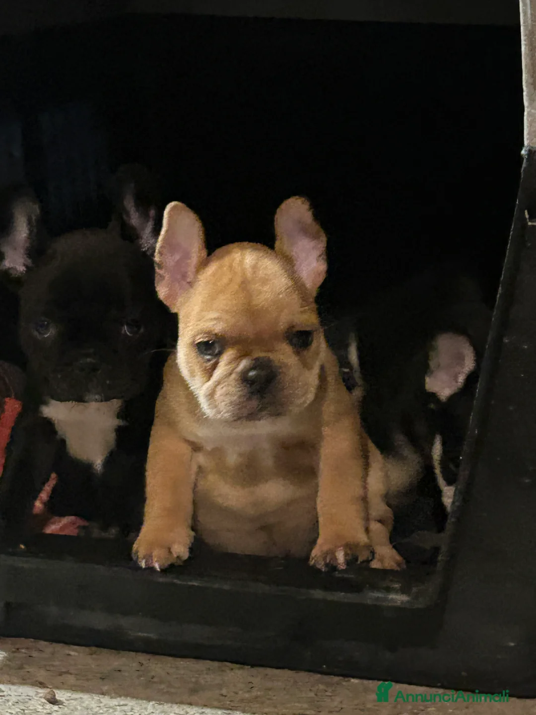 Bulldog Francese cani in vendita: Bulldog francese  - Annuncio 9