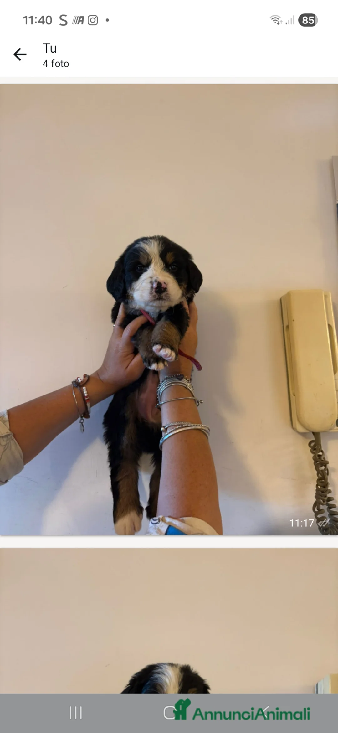 Bovaro del Bernese cani in vendita: Vendita di cuccioli del bovaro del bernesr - Annuncio 5