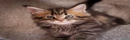 Maine Coon gatti in vendita: Gattina splendita dall'allevamento Mainemarie - Annuncio 5