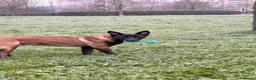 Pastore Belga cani in vendita: Vendo Pastore Belga a Città metropolitana di Palermo - Annuncio 3