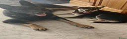 Meticcio cani in regalo: Linda a Provincia di Potenza - Annuncio 4