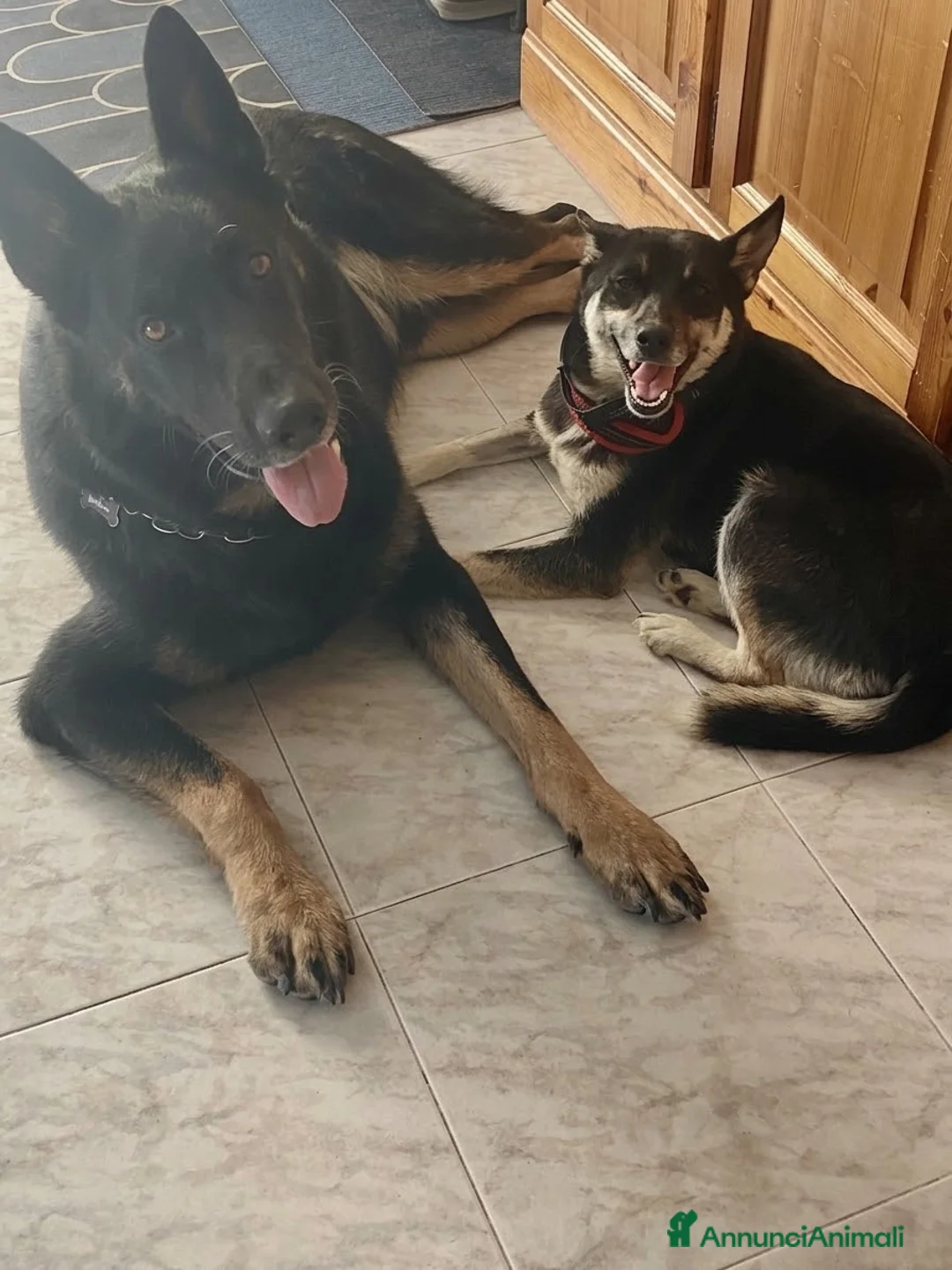 Meticcio cani in regalo: Linda a Provincia di Potenza - Annuncio 4