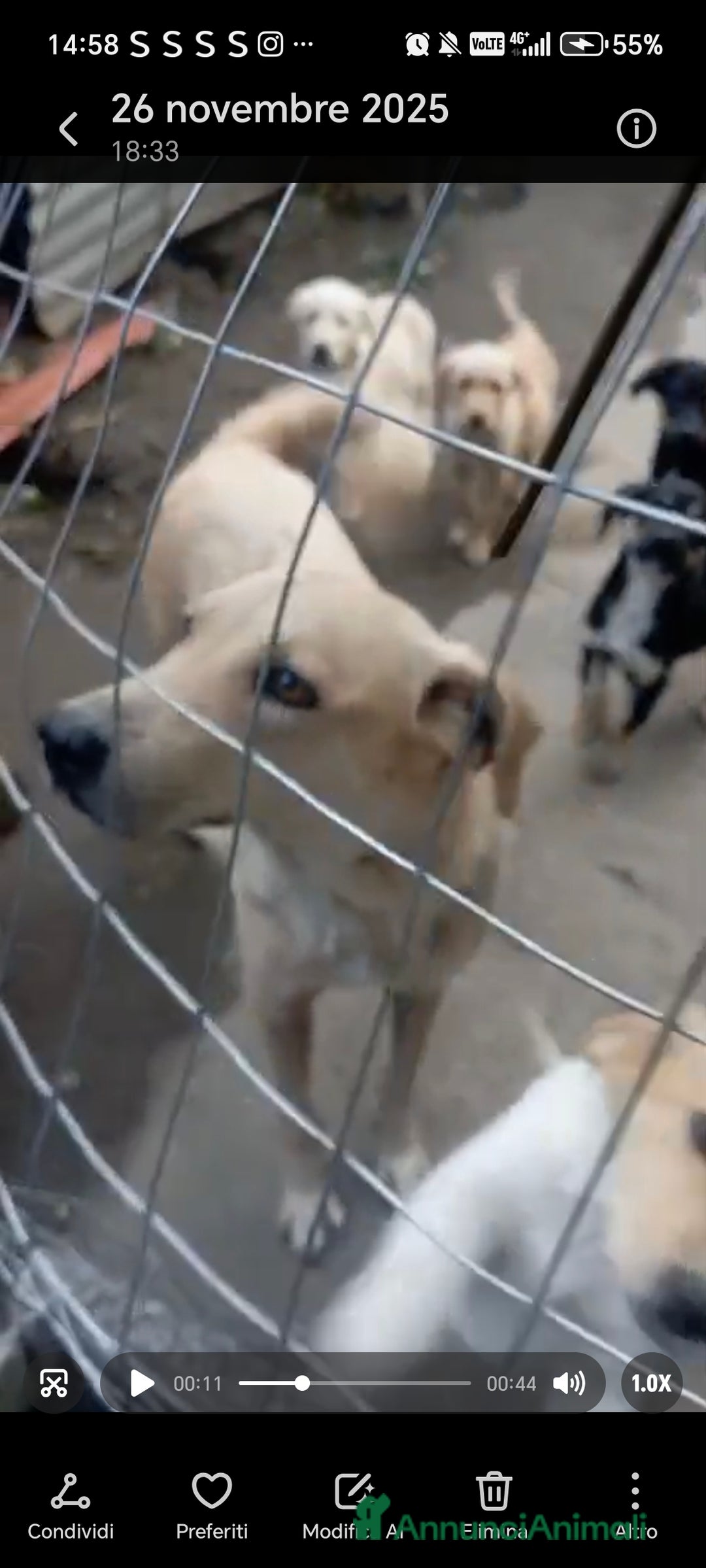 Meticcio cani in regalo: Cinque cuccioli in adozione!  - Annuncio 4