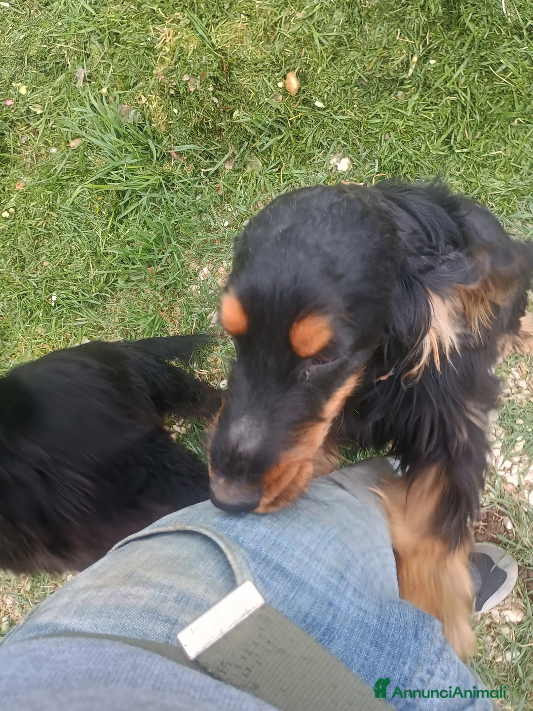 Cocker cani per accoppiamento: Cocker per accoppiamento  - Annuncio 2