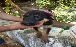 Meticcio cani in regalo: UVETTA ASPETTA UNA MAMMA  a Provincia di Varese - Immagine 3