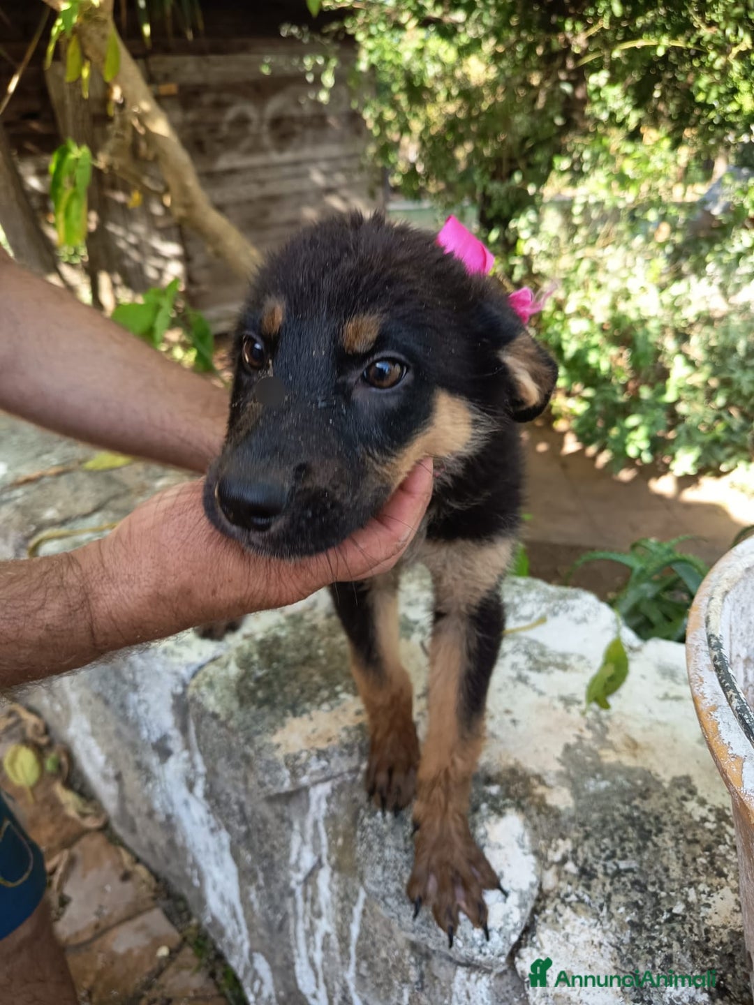Meticcio cani in regalo: UVETTA ASPETTA UNA MAMMA  a Provincia di Varese - Immagine 3
