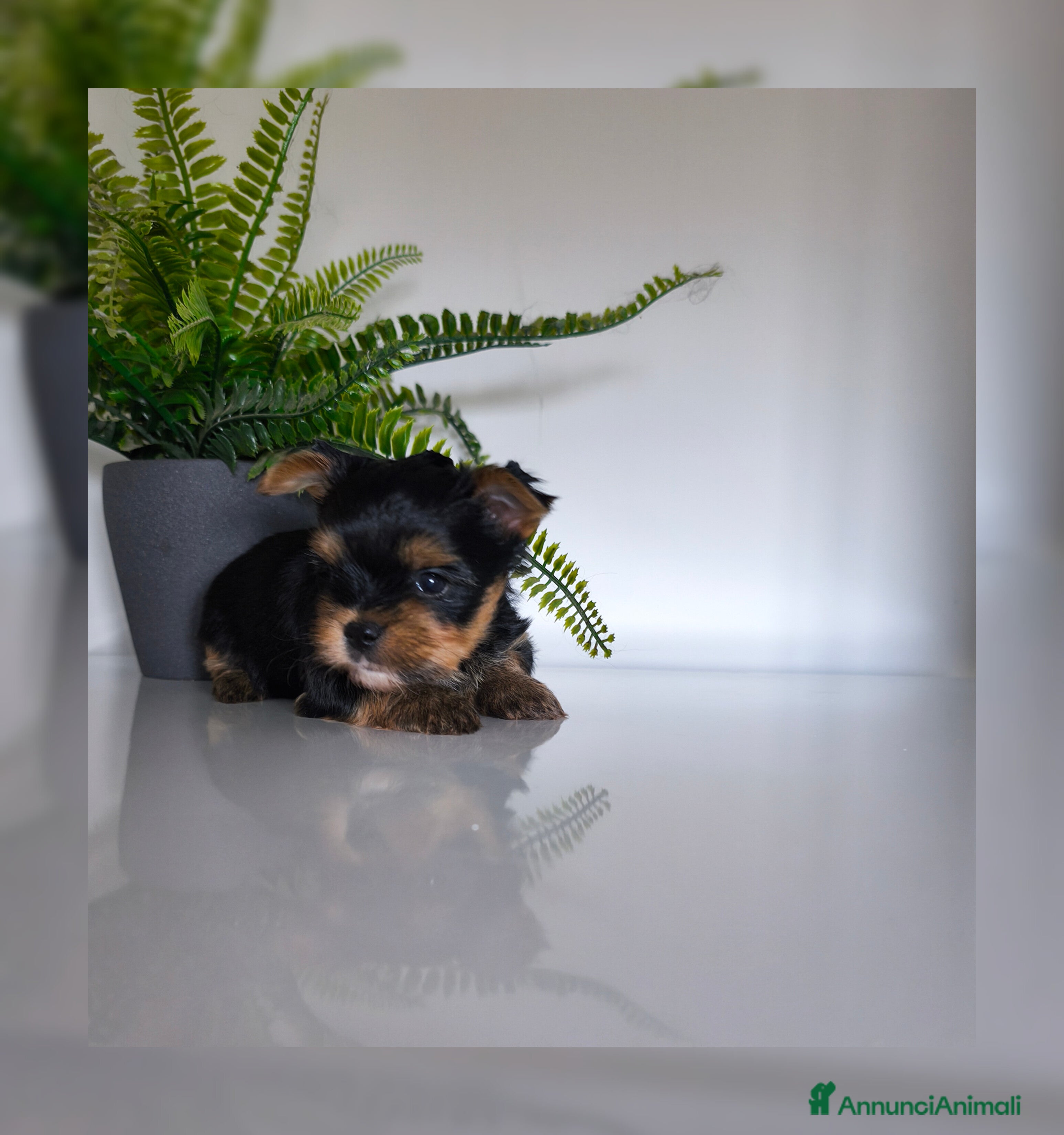 Yorkshire cani Yorkshire toy - Annuncio 1