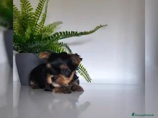 Yorkshire cani Yorkshire toy - Annuncio 4