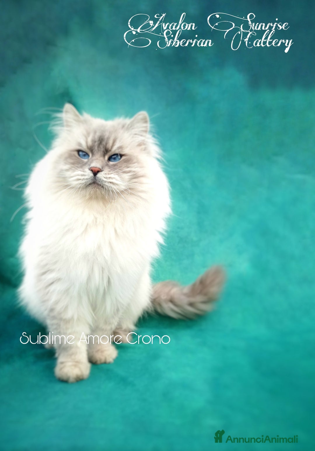 Immagine della galleria {{count}}