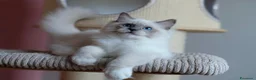 Ragdoll gatti in vendita: Bellissimi cuccioli di ragdoll - Annuncio 10