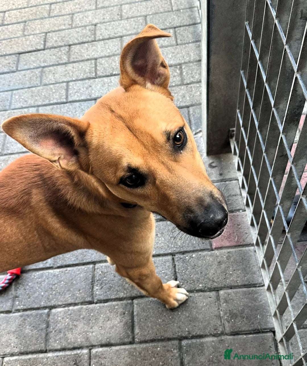 Meticcio cani in regalo: SIMBA LUPETTO - Annuncio 3