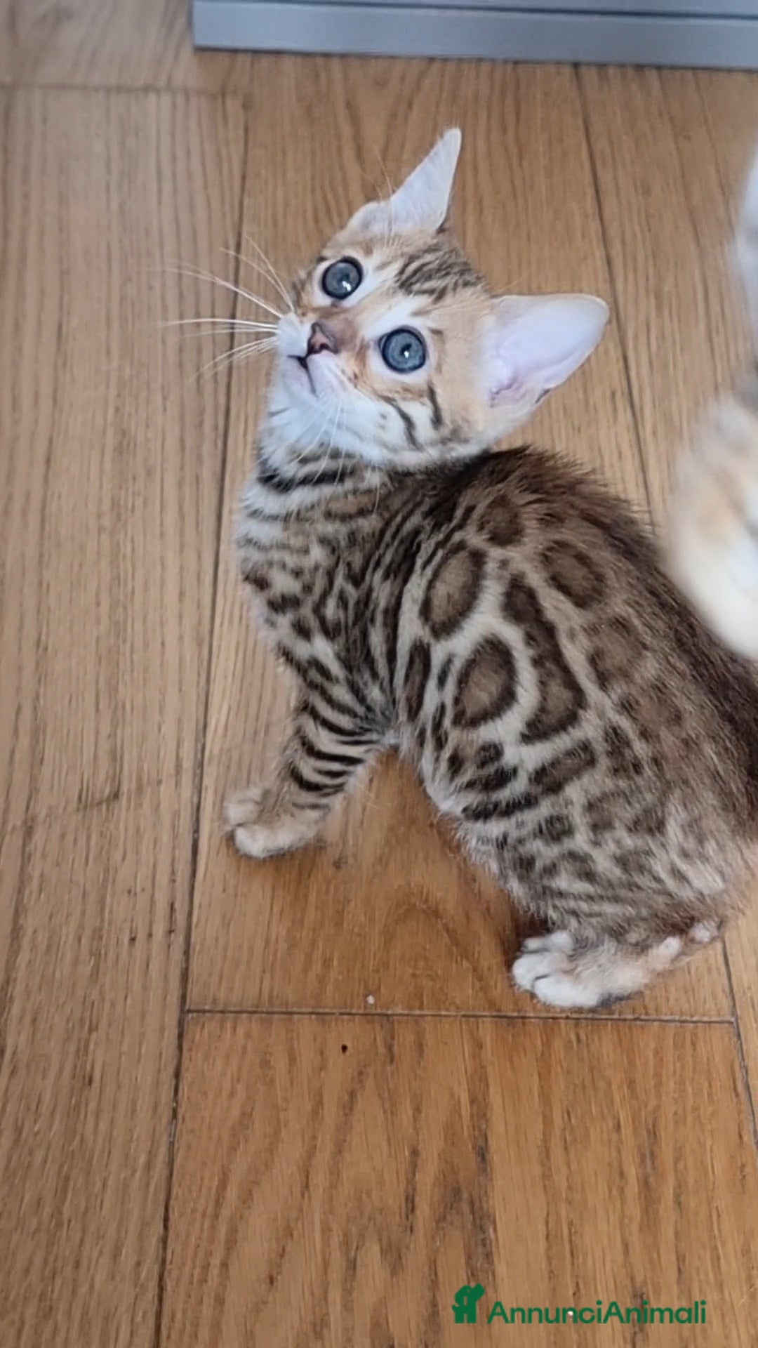 Bengala gatti in vendita: Bengala  - Annuncio 2