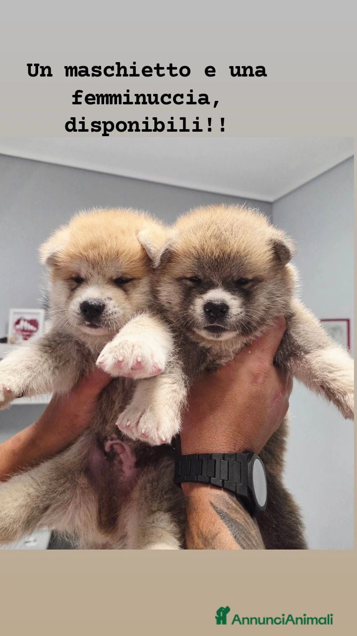 Akita Inu cani Cuccioli di Akita Inu - Annuncio 1