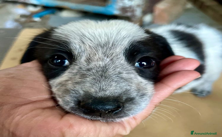 Meticcio cani a Città Metropolitana di Torino - Annuncio 11