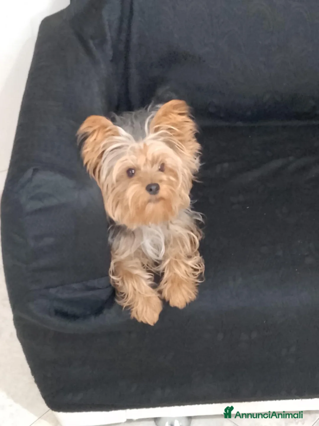 Yorkshire cani in vendita: YORKSHIRE - Annuncio 5