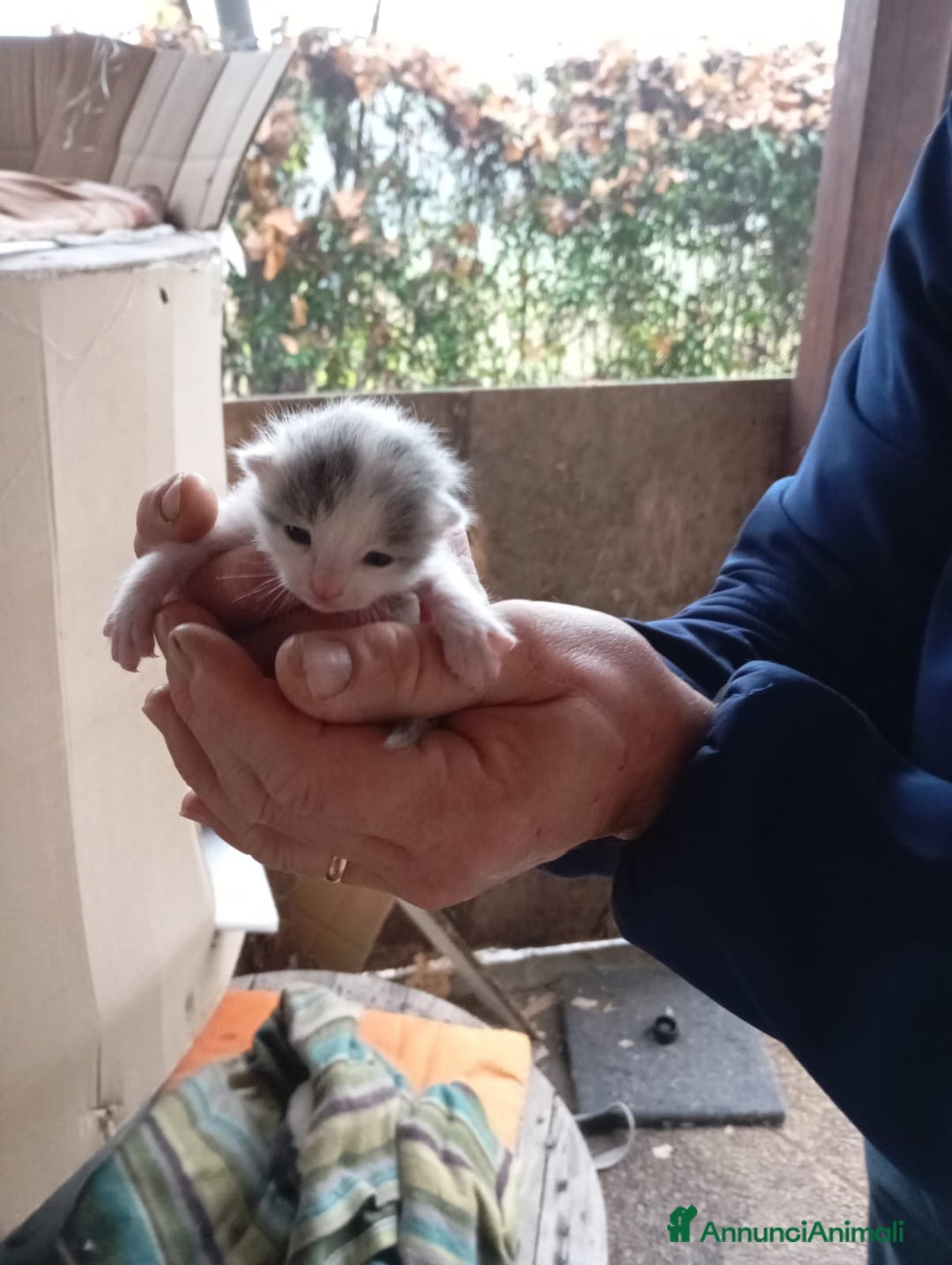 Europeo gatti in regalo: GATTI E GATTINI  - Annuncio 12