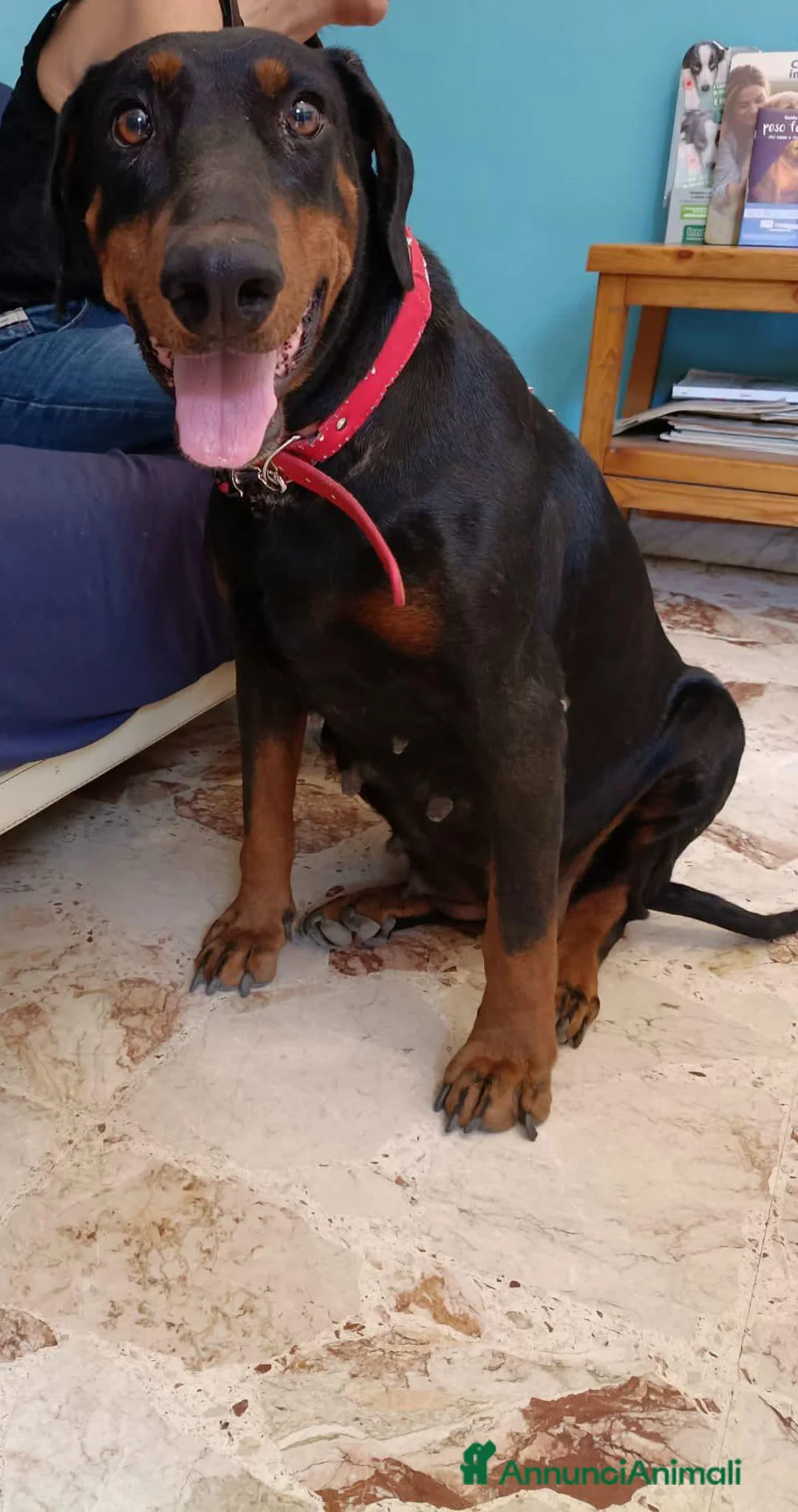 Meticcio cani in regalo: Asia simil Dobermann 4anni ok gatti ADOZ DEL CUORE - Annuncio 1