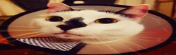 Meticcio gatti in regalo: Ciccio - Annuncio 7