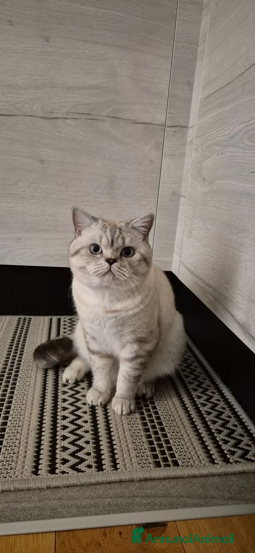 Scottish gatti per accoppiamento: Accompagnamento gatto Scottish straight  a Provincia di Padova - Annuncio 3