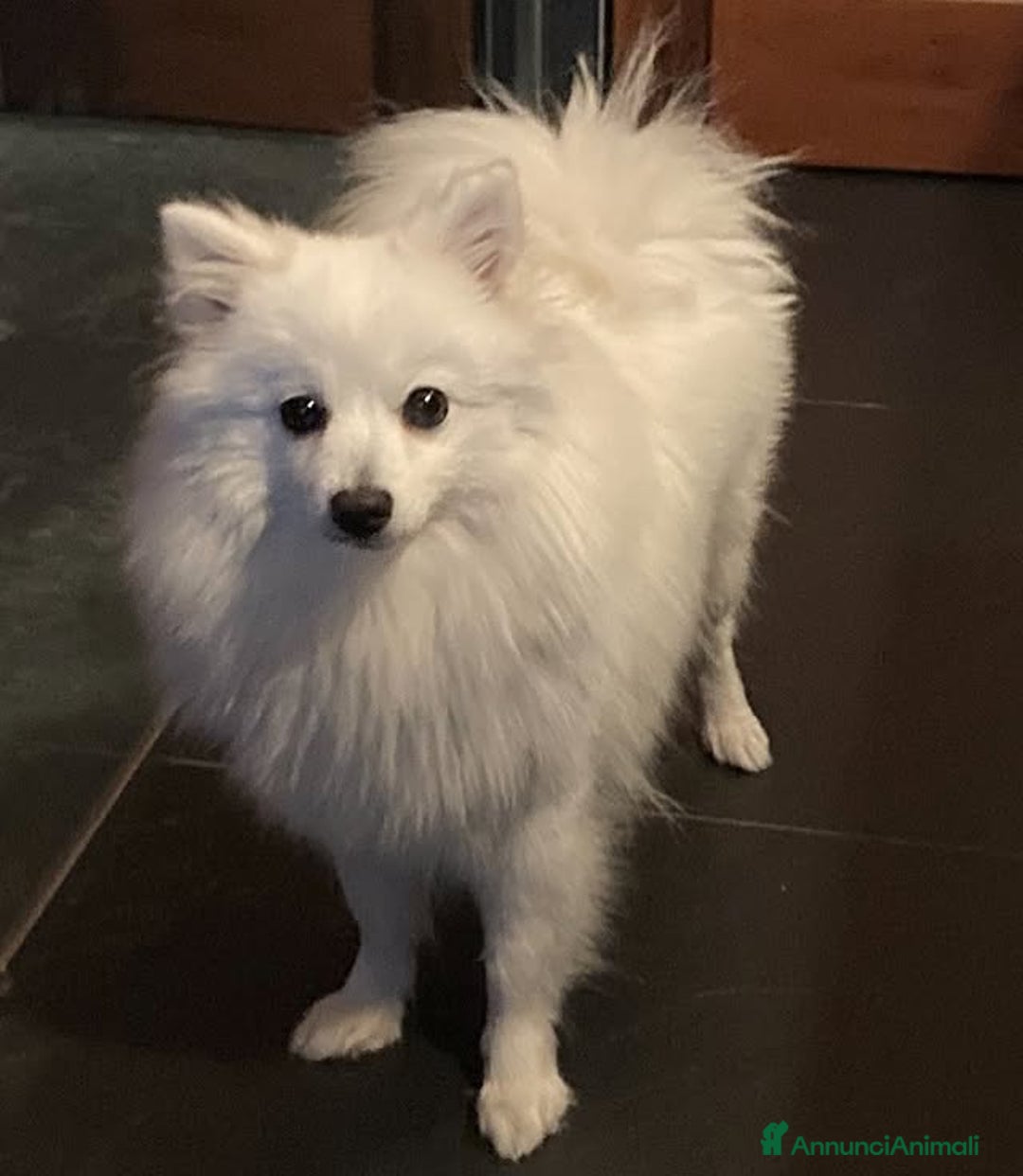 Volpino Italiano cani in vendita: Cuccioli piccola taglia cedo - Annuncio 1